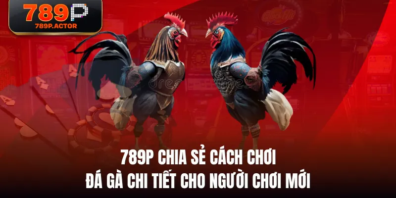 789P chia sẻ cách chơi đá gà chi tiết cho người chơi mới 789P chia sẻ cách chơi đá gà chi tiết cho người chơi mới