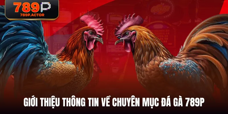 Giới thiệu thông tin về chuyên mục Đá Gà 789P Giới thiệu thông tin về chuyên mục Đá Gà 789P