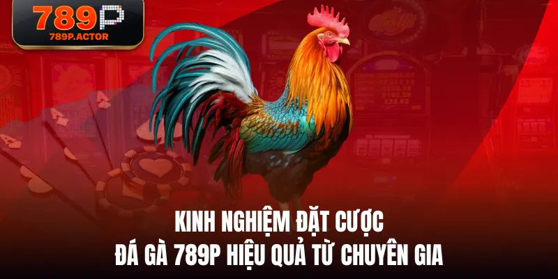Kinh nghiệm đặt cược Đá Gà 789P hiệu quả từ chuyên gia Kinh nghiệm đặt cược Đá Gà 789P hiệu quả từ chuyên gia