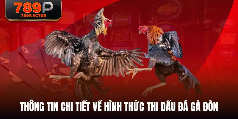 Thông tin chi tiết về hình thức thi đấu đá gà đòn Thông tin chi tiết về hình thức thi đấu đá gà đòn